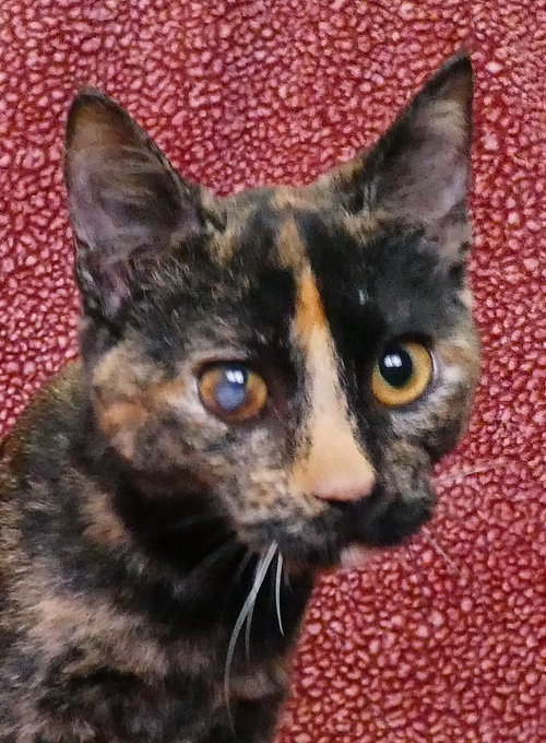 picture of the cat needing adoption