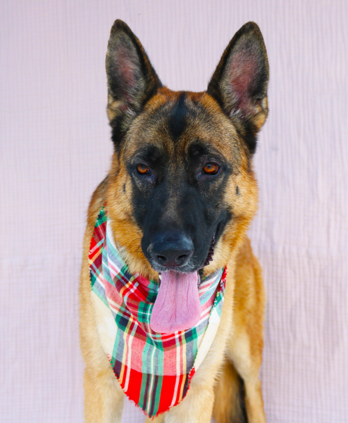 CHAVEZ - German Shepherd Dog available for adoption