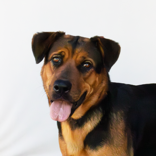 picture of the dog needing adoption