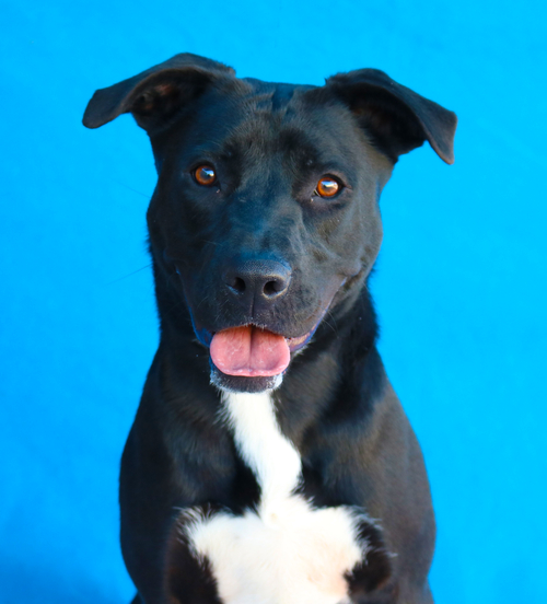picture of the dog needing adoption