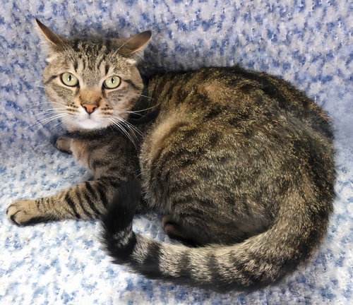 picture of the cat needing adoption