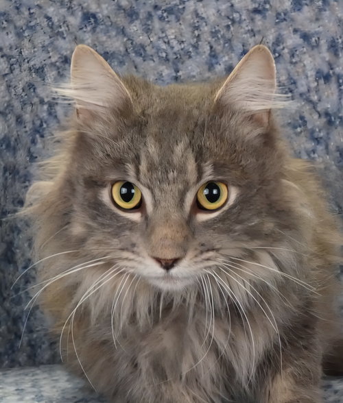 picture of the cat needing adoption