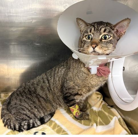 picture of the cat needing adoption