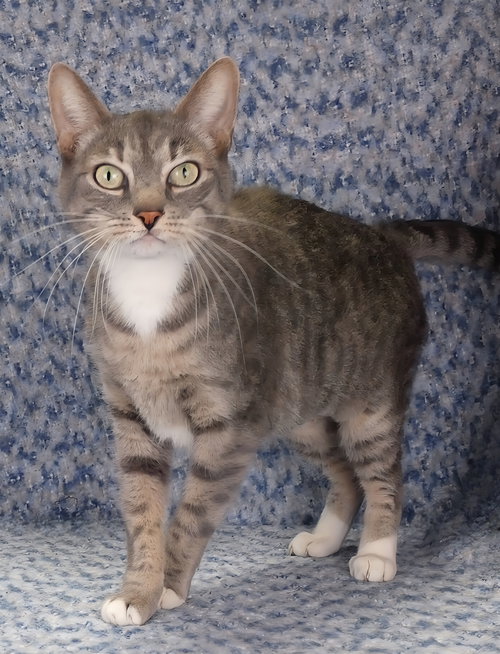 picture of the cat needing adoption