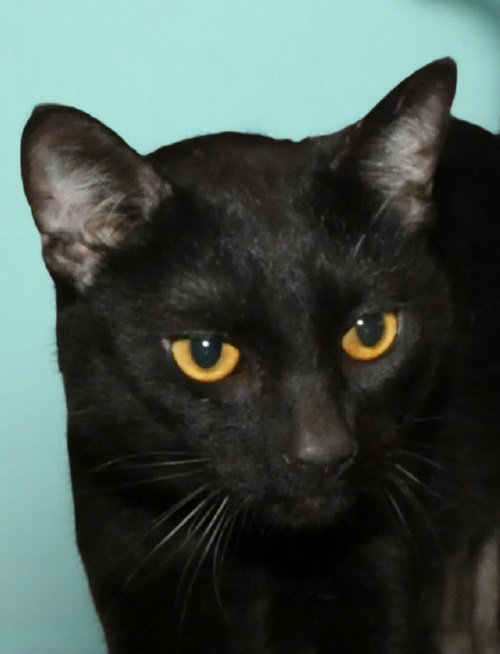 picture of the cat needing adoption