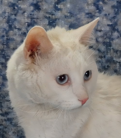 picture of the cat needing adoption