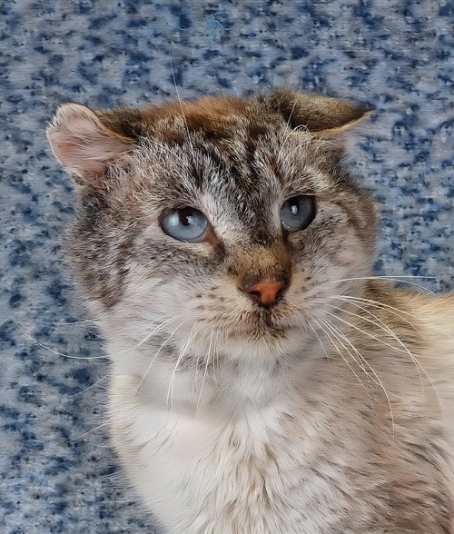 picture of the cat needing adoption