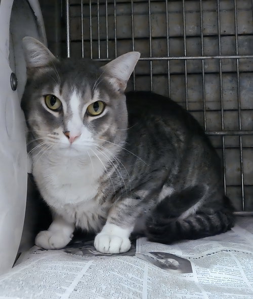 picture of the cat needing adoption