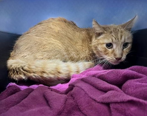 picture of the cat needing adoption