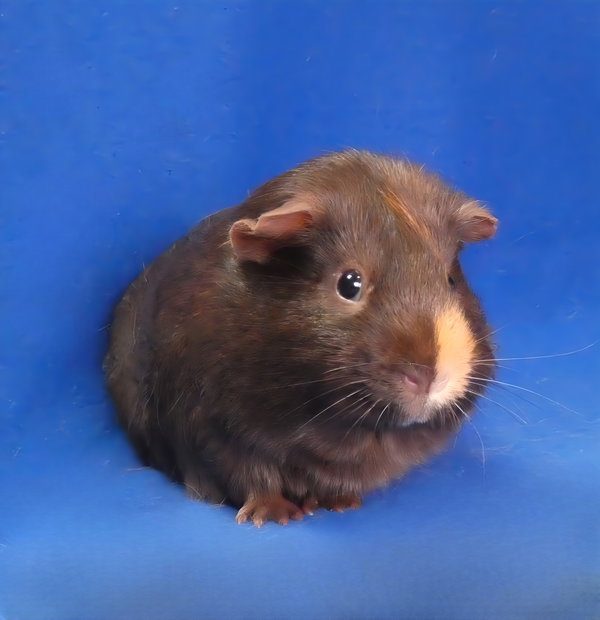 PUA
