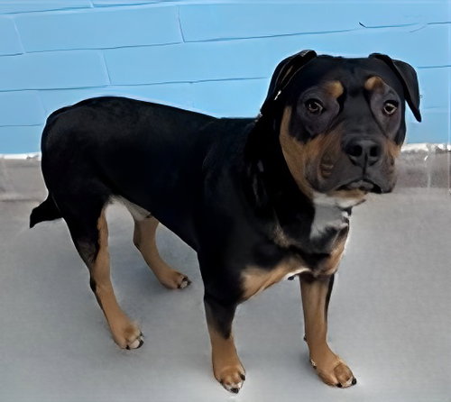 MAX, an adoptable Shepherd in Pasadena, CA