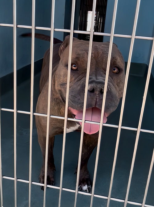 XENA, an adoptable American Pit Bull Terrier in Pasadena, CA