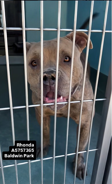 RHONDA