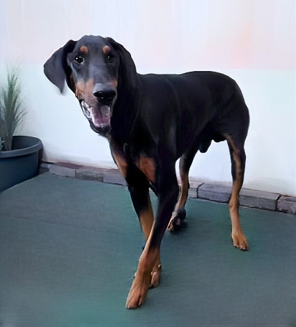 WIATT, an adoptable Doberman Pinscher in Pasadena, CA