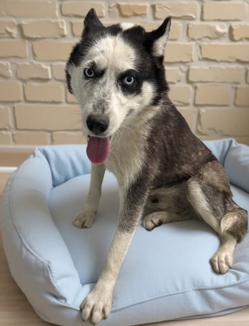 ASTRIO, an adoptable Siberian Husky in Pasadena, CA