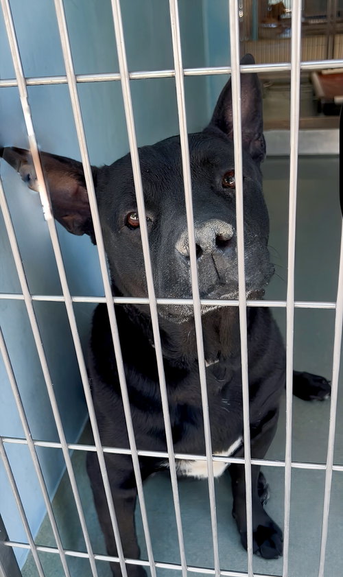 CONAN, an adoptable Pit Bull Terrier in Pasadena, CA