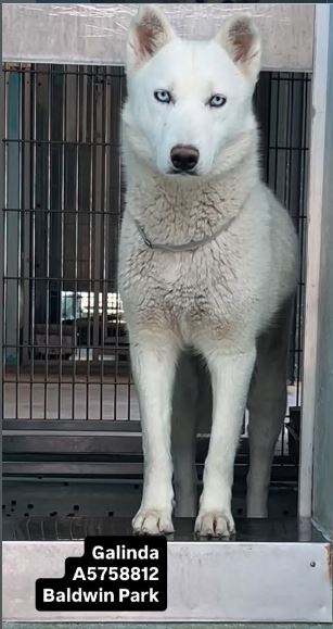 GALINDA, an adoptable Siberian Husky in Pasadena, CA