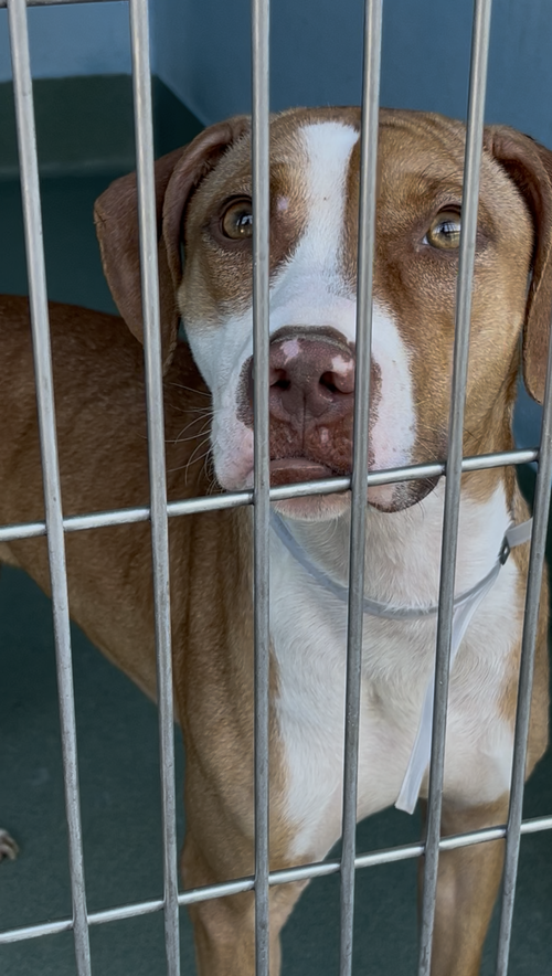 TERA, an adoptable Pit Bull Terrier in Pasadena, CA