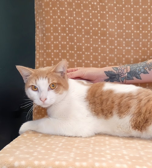 ELROY, an adoptable Domestic Short Hair in Pasadena, CA