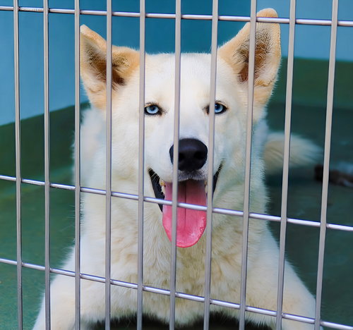 ROBBIE, an adoptable Husky in Pasadena, CA