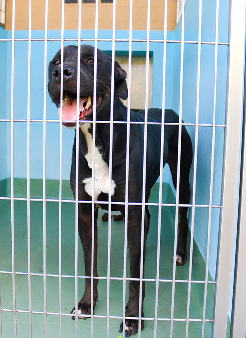 OAHI, an adoptable Rhodesian Ridgeback in Pasadena, CA