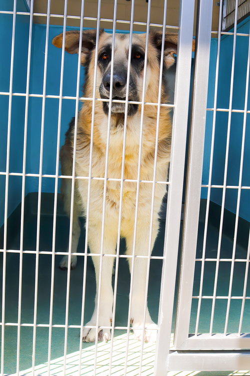 BOCELLI, an adoptable German Shepherd Dog in Pasadena, CA
