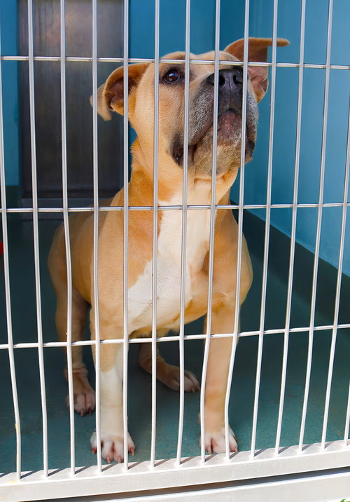 NAMI, an adoptable Pit Bull Terrier in Pasadena, CA