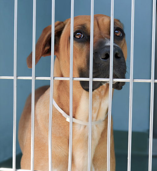MAYA, an adoptable Rhodesian Ridgeback in Pasadena, CA
