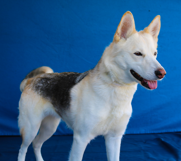 NOVA