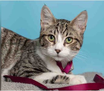 MAX, Adult Domestic Short Hair (short coat), cat for adoption in Westminster, California