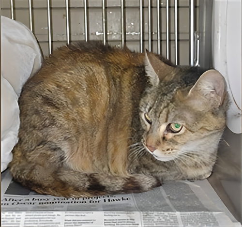 LAZY, Adult Domestic Short Hair (short coat), cat for adoption in Westminster, California