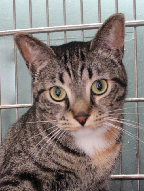 LINX, Adult Domestic Short Hair (short coat), cat for adoption in Westminster, California