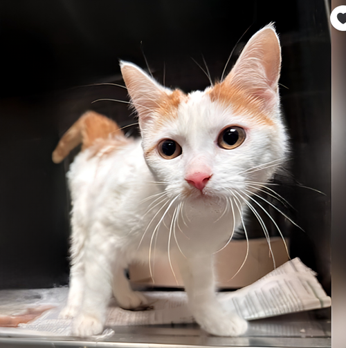 ABBY, Baby Domestic Short Hair, cat for adoption in Westminster, California