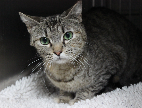 EVIE, Young Domestic Short Hair (short coat), cat for adoption in Westminster, California