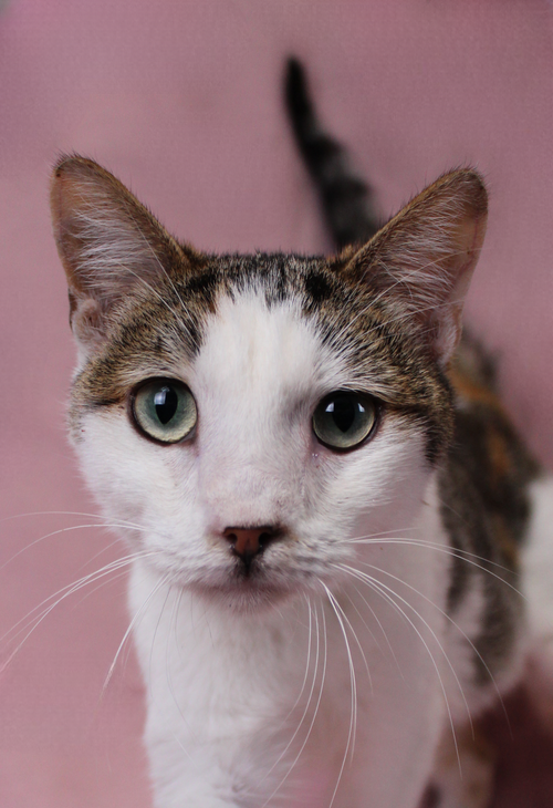 FLASH, Adult Domestic Short Hair (short coat), cat for adoption in Westminster, California