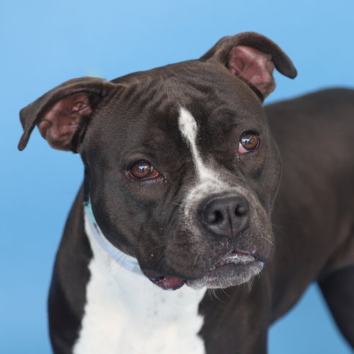 LILLY, an adoptable Boxer in Pasadena, CA