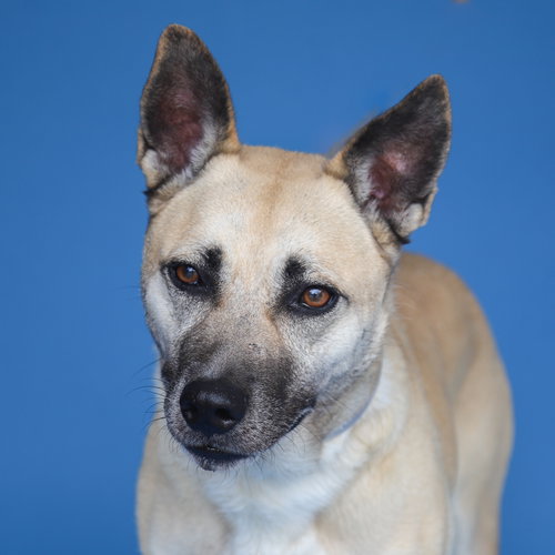 DORA, an adoptable Shepherd in Pasadena, CA