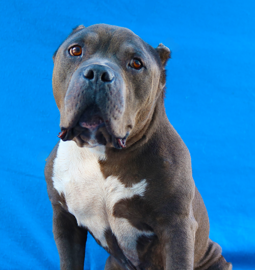JOE, an adoptable Staffordshire Bull Terrier in Pasadena, CA