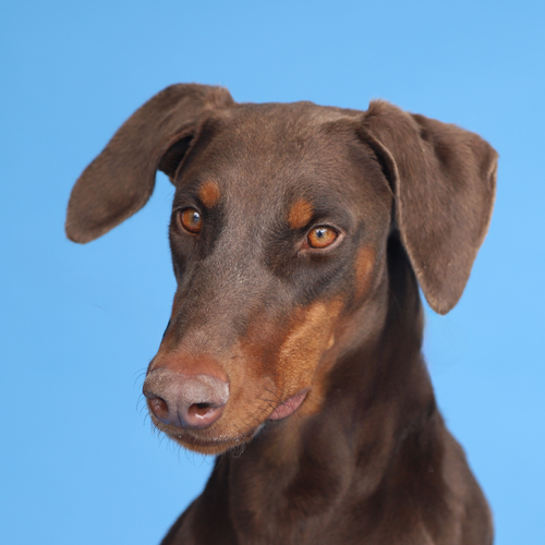 KIMBER, an adoptable Doberman Pinscher in Pasadena, CA