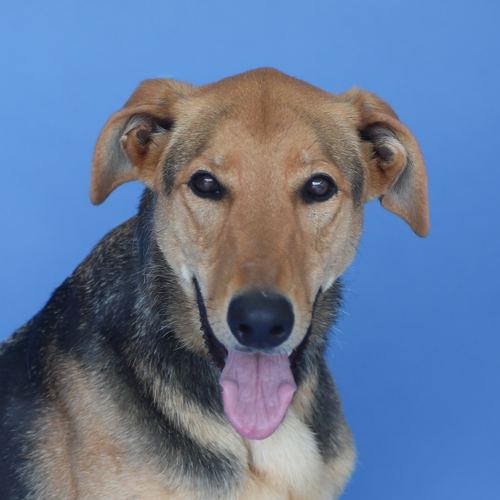 LUNA, an adoptable German Shepherd Dog in Pasadena, CA