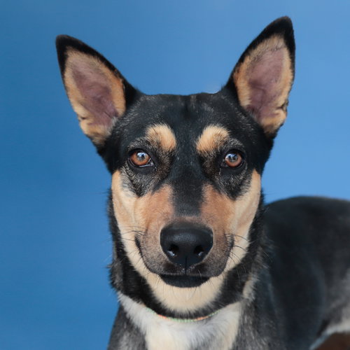 FRIDA, an adoptable Terrier in Pasadena, CA