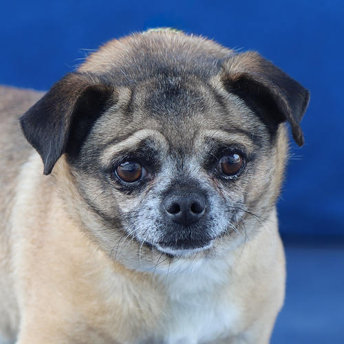 BLU, an adoptable Pug in Pasadena, CA