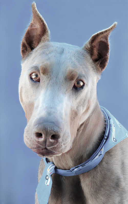 FENRIR, an adoptable Doberman Pinscher in Pasadena, CA