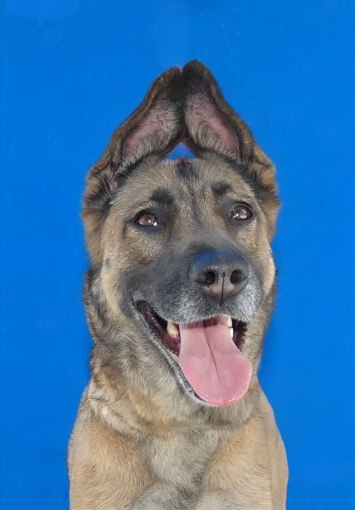 ROSE, an adoptable German Shepherd Dog in Pasadena, CA