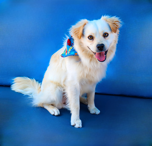 JULIAN, an adoptable Spaniel in Pasadena, CA