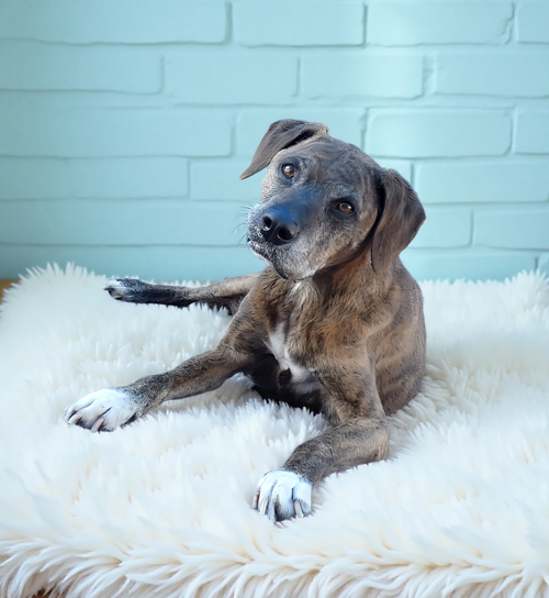 LOKI, an adoptable Plott Hound in Pasadena, CA