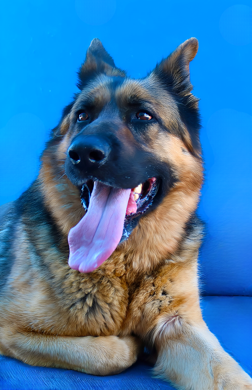 FREDDY, an adoptable German Shepherd Dog in Pasadena, CA