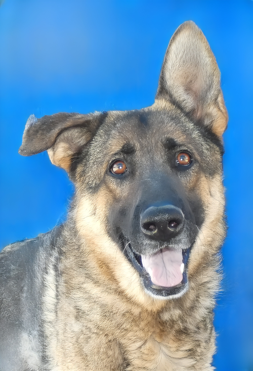 SAM