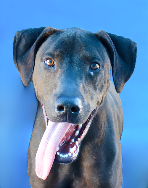KUMA, an adoptable Plott Hound in Pasadena, CA