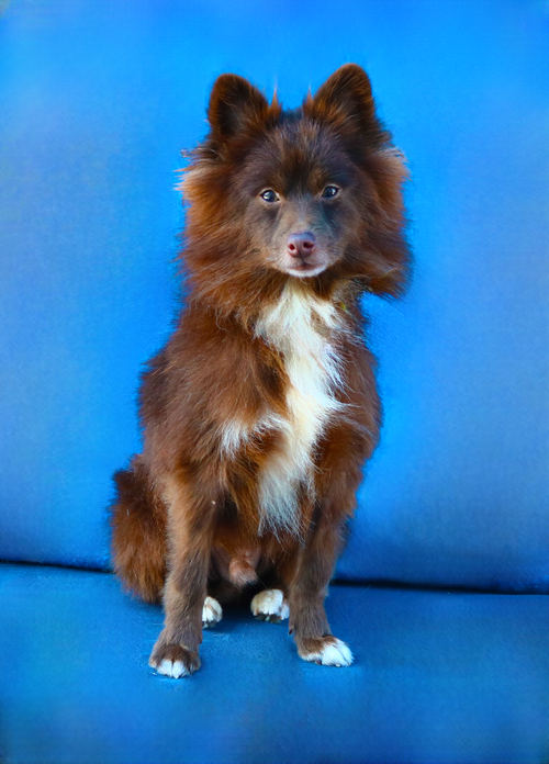 POPPIE, an adoptable Pomeranian in Pasadena, CA